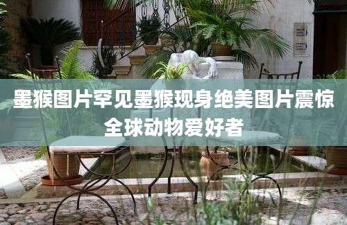 墨猴图片罕见墨猴现身绝美图片震惊全球动物爱好者